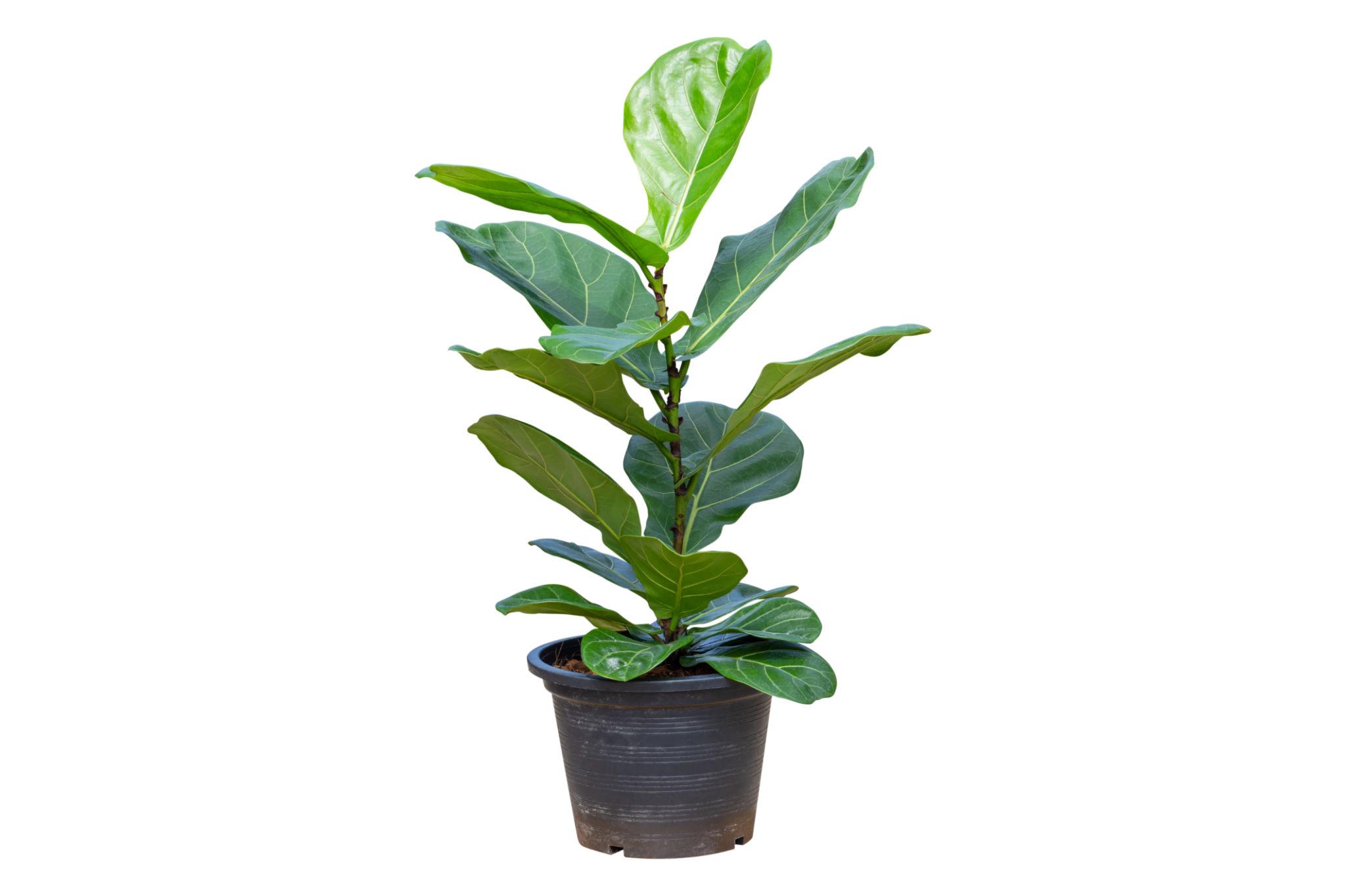 Ficus Lyrata