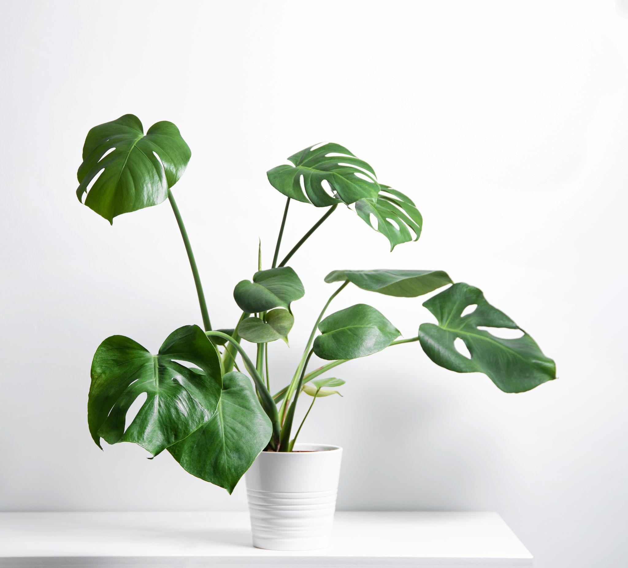 Monstera Deliciosa