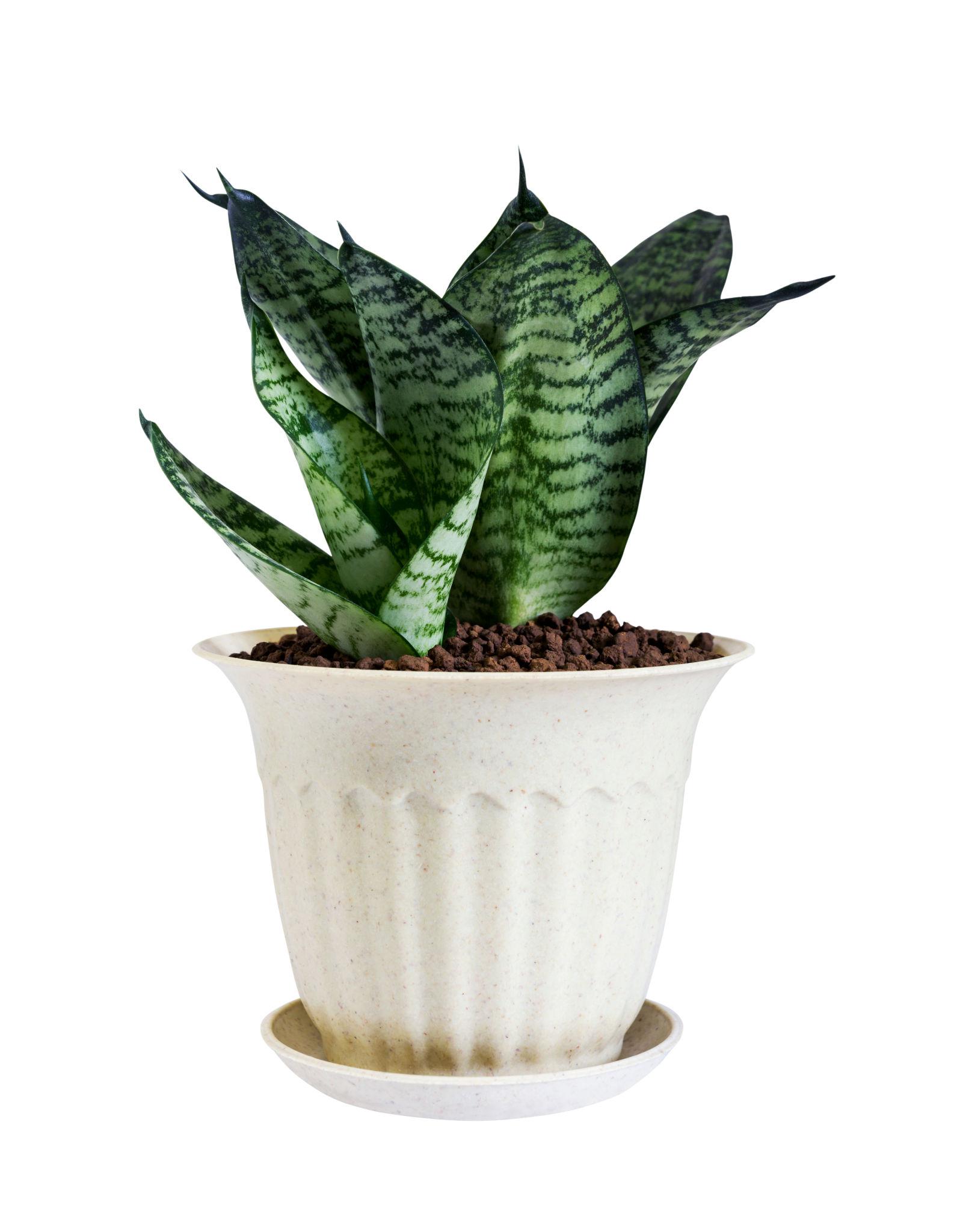Sansevieria